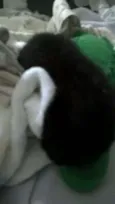 Baguera