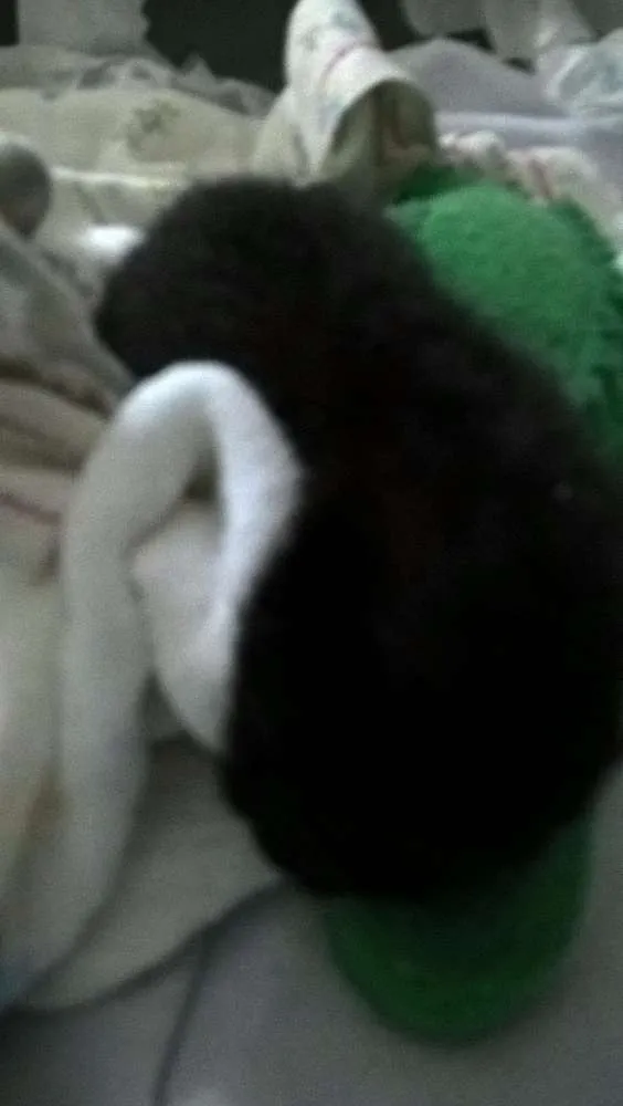 Gato ra a vira-lata idade Abaixo de 2 meses nome Baguera