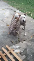 Apolo