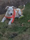 Apolo