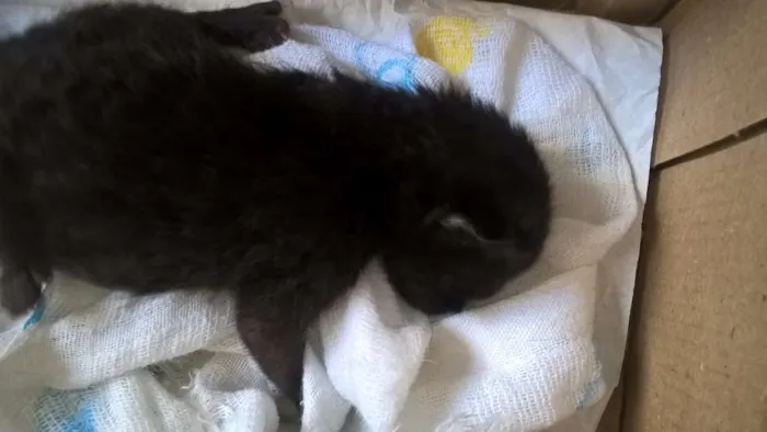 Gato ra a vira-lata idade Abaixo de 2 meses nome Baguera