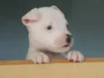 Apolo