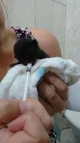 Baguera