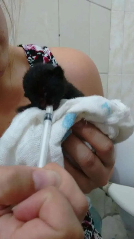 Gato ra a vira-lata idade Abaixo de 2 meses nome Baguera