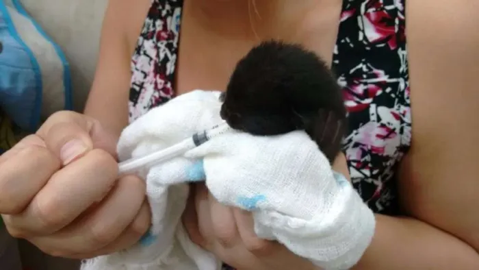 Gato ra a vira-lata idade Abaixo de 2 meses nome Baguera