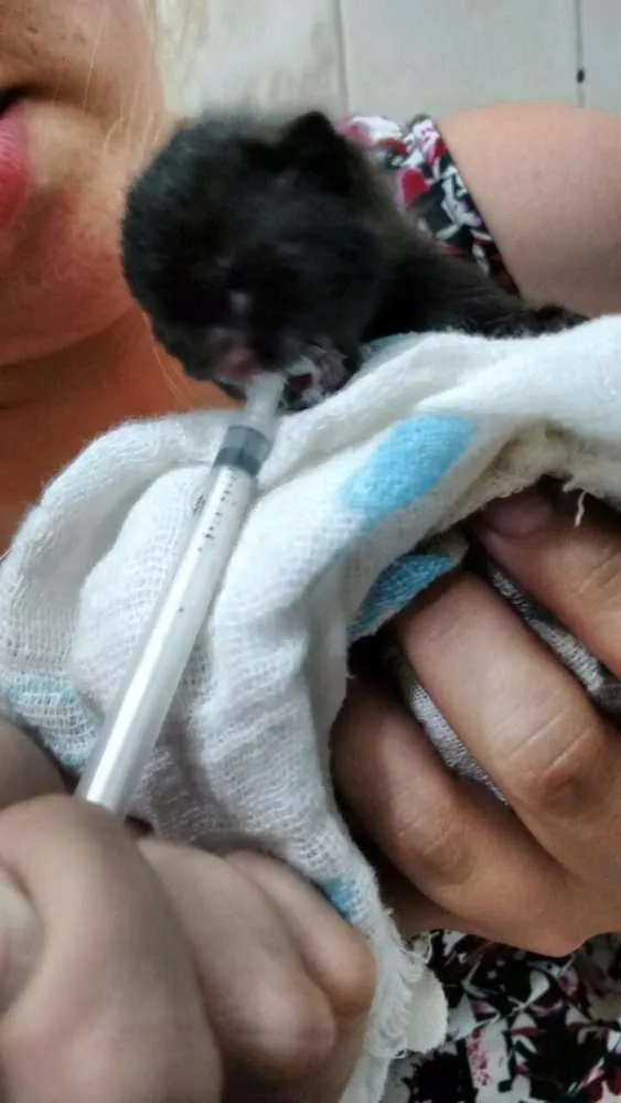 Gato ra a vira-lata idade Abaixo de 2 meses nome Baguera