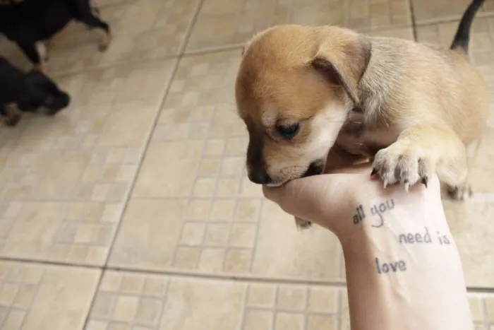 Cachorro ra a vira-amor idade Abaixo de 2 meses nome Filhos de Frida