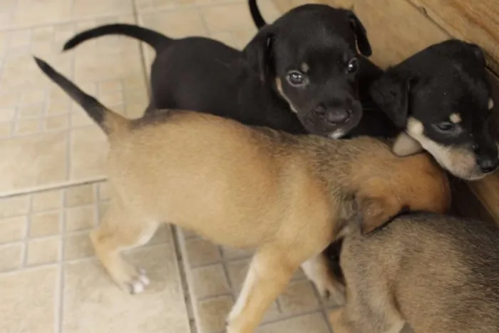 Cachorro ra a vira-amor idade Abaixo de 2 meses nome Filhos de Frida