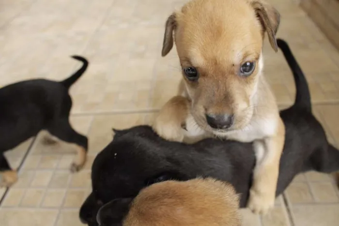 Cachorro ra a vira-amor idade Abaixo de 2 meses nome Filhos de Frida