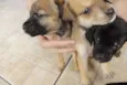 Filhos de Frida