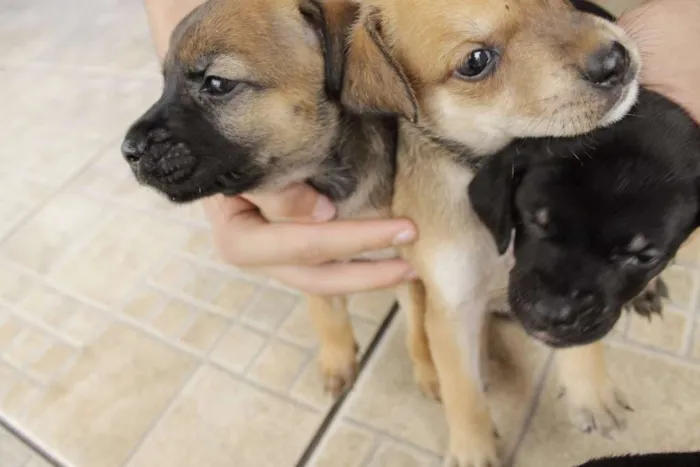 Cachorro ra a vira-amor idade Abaixo de 2 meses nome Filhos de Frida