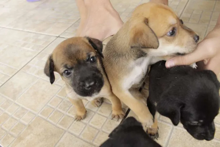 Cachorro ra a vira-amor idade Abaixo de 2 meses nome Filhos de Frida