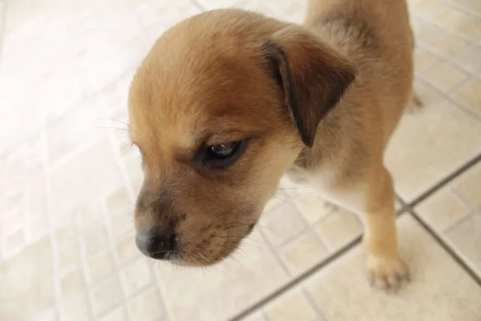 Cachorro ra a vira-amor idade Abaixo de 2 meses nome Filhos de Frida