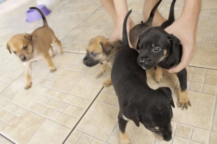 Cachorro ra a vira-amor idade Abaixo de 2 meses nome Filhos de Frida