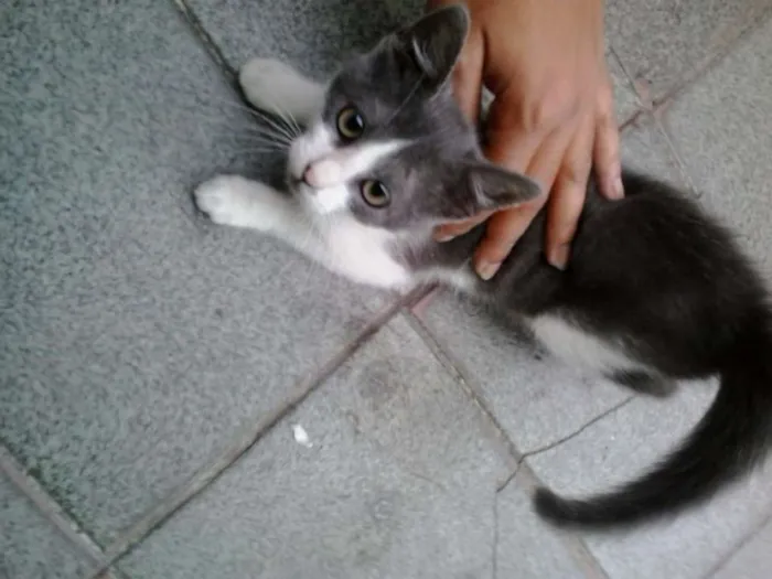 Gato ra a SRD idade 2 a 6 meses nome Ainda não tem nome