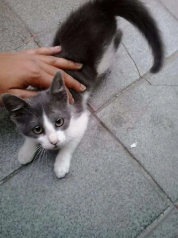 Gato ra a SRD idade 2 a 6 meses nome Ainda não tem nome