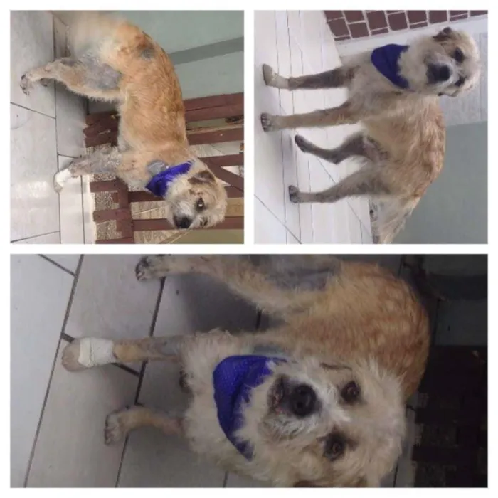 Cachorro ra a SRD idade 3 anos nome Dido