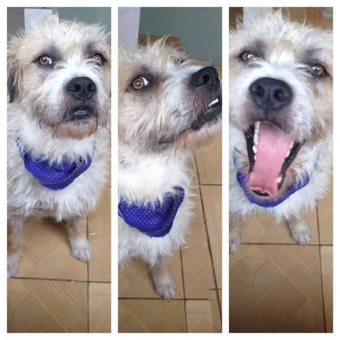 Cachorro ra a SRD idade 3 anos nome Dido