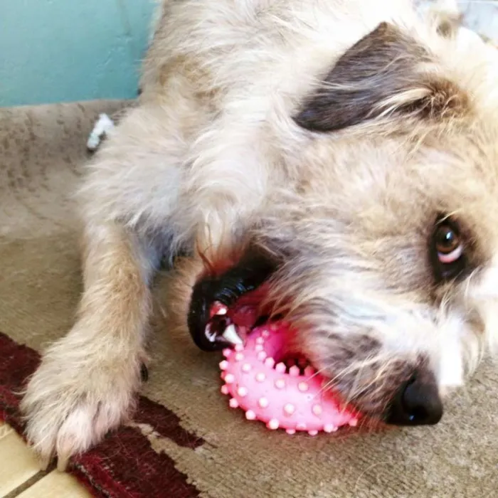 Cachorro ra a SRD idade 3 anos nome Dido
