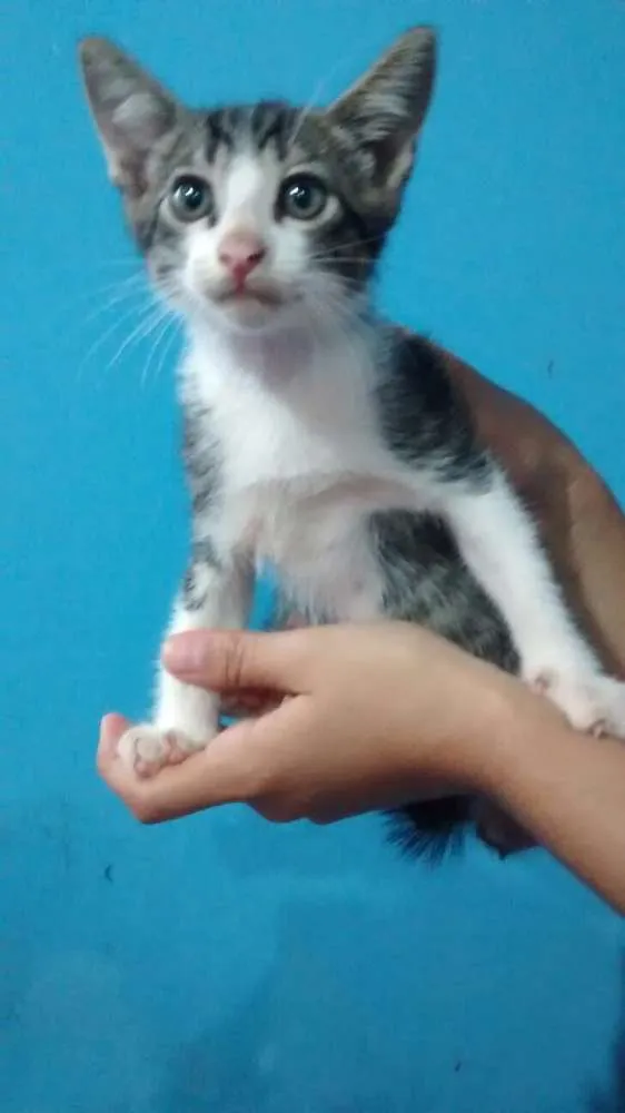 Gato ra a Sem raça idade Abaixo de 2 meses nome Sem nome