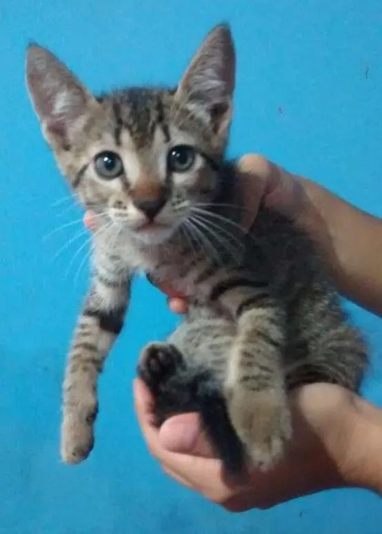 Gato ra a Sem raça idade Abaixo de 2 meses nome Sem nome