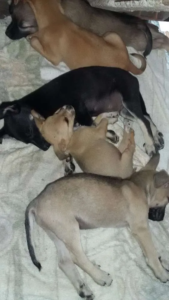 Cachorro ra a não identificada idade 2 a 6 meses nome Sem nomes