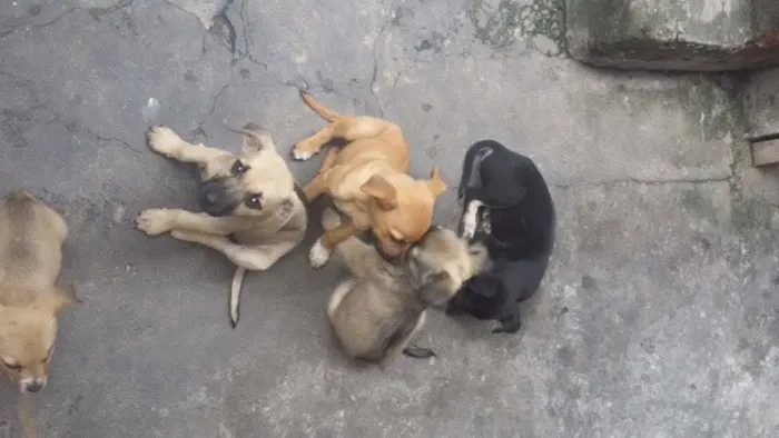 Cachorro ra a não identificada idade 2 a 6 meses nome Sem nomes