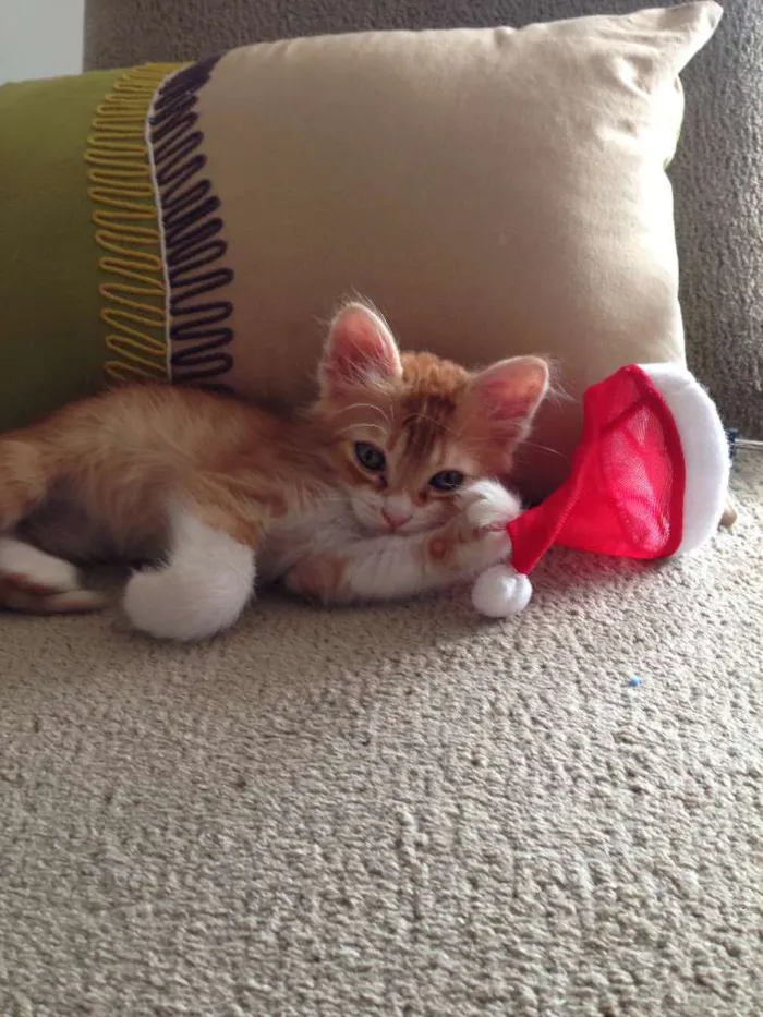 Gato raça Vira lata idade 2 a 6 meses nome Benjamin