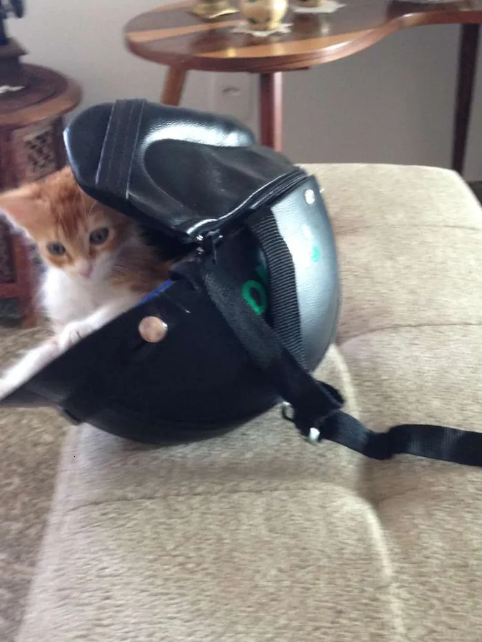 Gato raça Vira lata idade 2 a 6 meses nome Benjamin