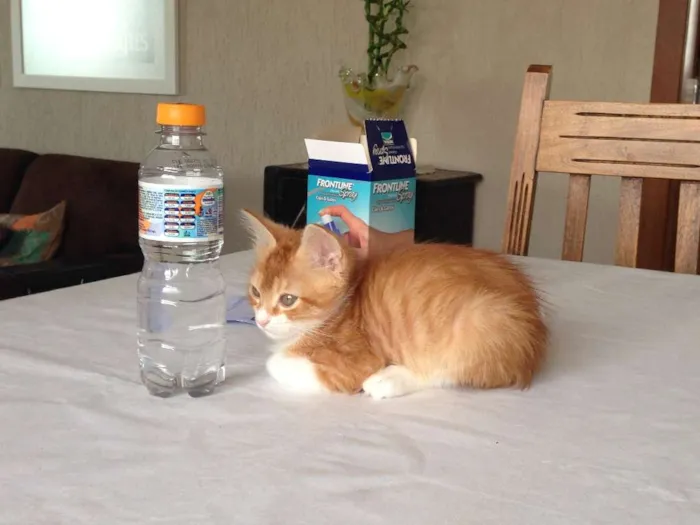 Gato raça Vira lata idade 2 a 6 meses nome Benjamin