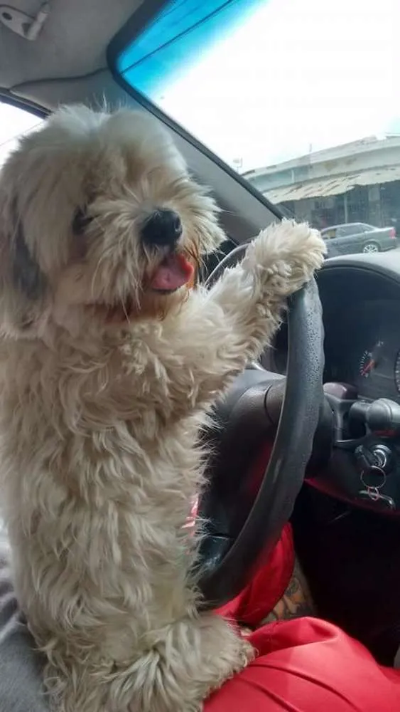 Cachorro ra a Lhasa apso idade 3 anos nome Melany