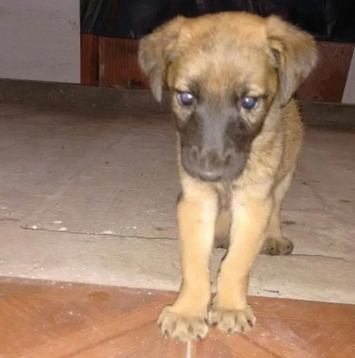 Cachorro ra a  idade Abaixo de 2 meses nome Fiona