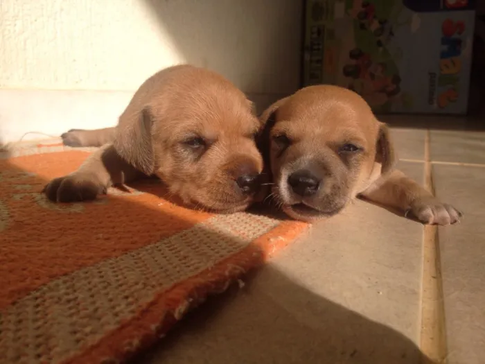 Cachorro raça SRD idade Abaixo de 2 meses nome Bart e Lisa