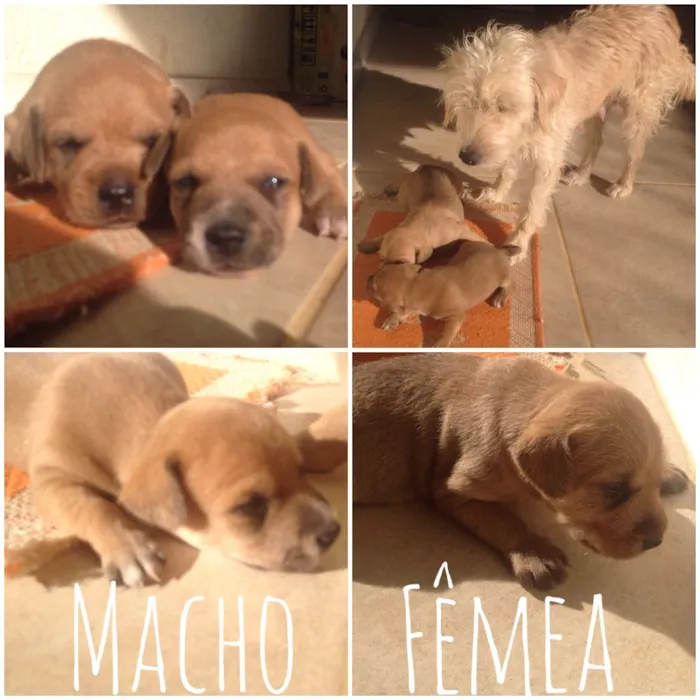 Cachorro raça SRD idade Abaixo de 2 meses nome Bart e Lisa