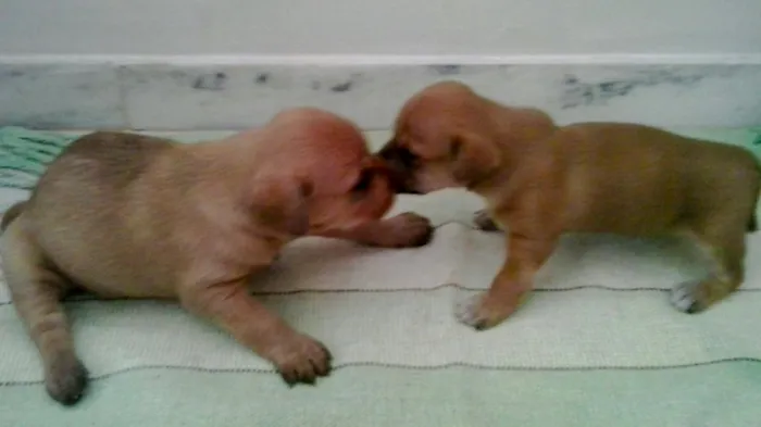 Cachorro raça SRD idade Abaixo de 2 meses nome Bart e Lisa