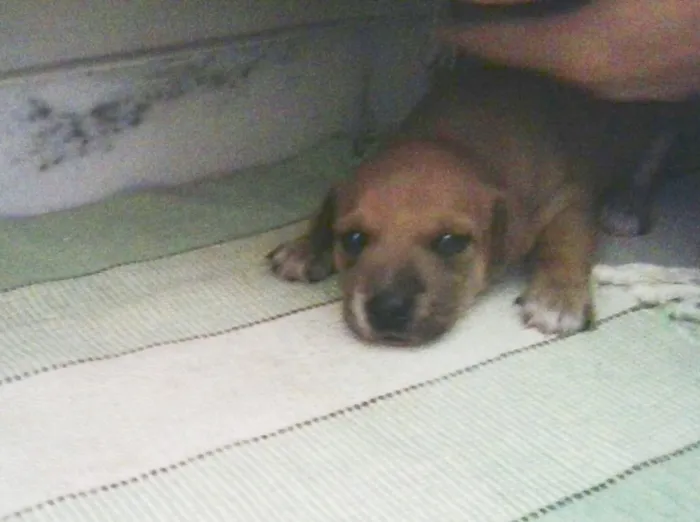 Cachorro raça SRD idade Abaixo de 2 meses nome Bart e Lisa