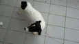 Menino