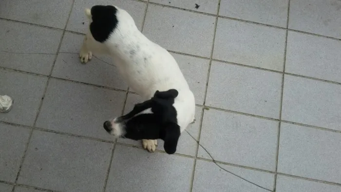 Cachorro ra a SDR idade 2 a 6 meses nome Menino