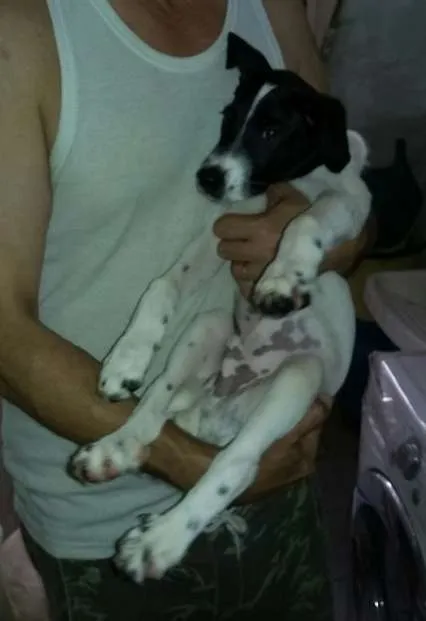 Cachorro ra a SDR idade 2 a 6 meses nome Menino