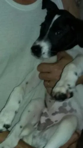 Cachorro ra a SDR idade 2 a 6 meses nome Menino