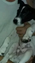 Menino