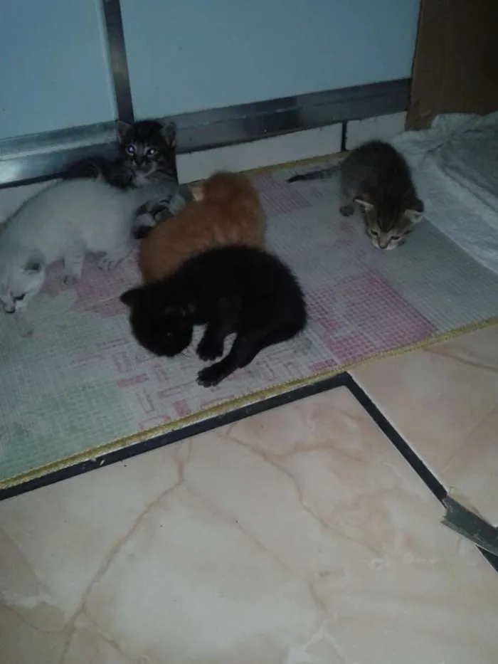 Gato raça  idade Abaixo de 2 meses nome Pretinha,Bartô,Mel,