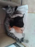 Pretinha,Bartô,Mel,