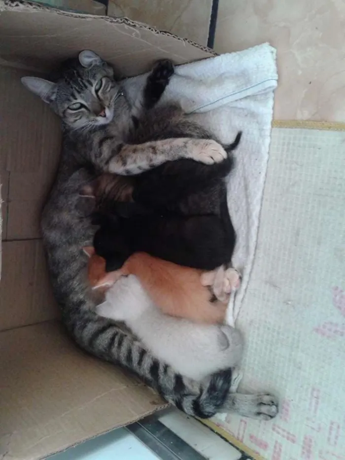 Gato raça  idade Abaixo de 2 meses nome Pretinha,Bartô,Mel,