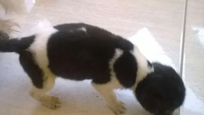 Cachorro raça pudol idade Abaixo de 2 meses nome sem nome