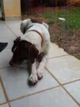 Bruno e Lina
