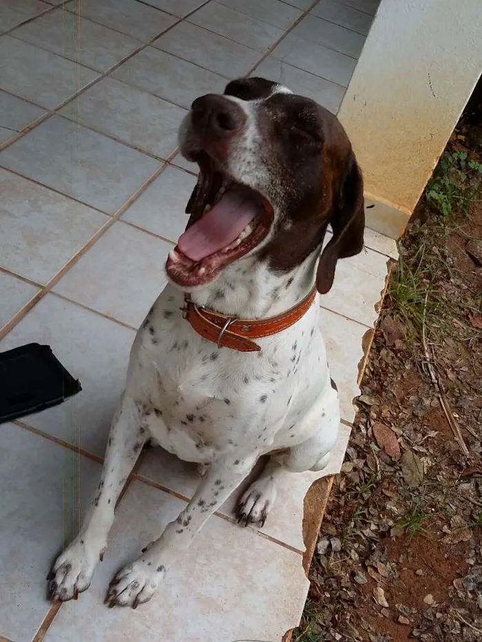 Cachorro raça Braco Alemão  idade 6 ou mais anos nome Bruno e Lina