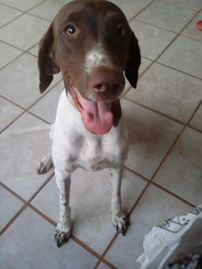 Cachorro raça Braco Alemão  idade 6 ou mais anos nome Bruno e Lina