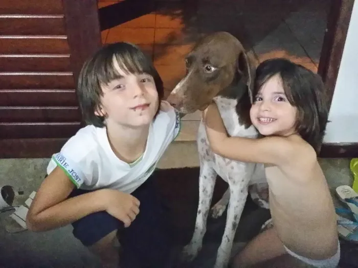 Cachorro raça Braco Alemão  idade 6 ou mais anos nome Bruno e Lina