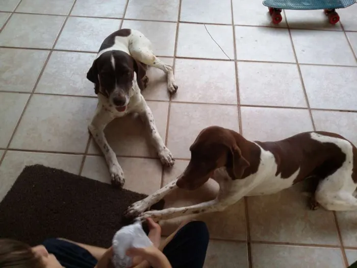 Cachorro raça Braco Alemão  idade 6 ou mais anos nome Bruno e Lina